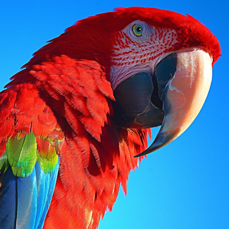 parrot-1192975_1920
